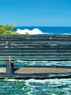 THE GREEN SEA These ponds are where Cyanotech develops its Spirulina supplement, which is rich in nutrients—and growth, experiencing a 28 percent sales increase in the quarter that ended Dec. 31, 2013. 