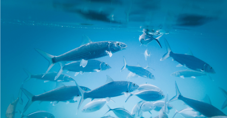 Aquaculture